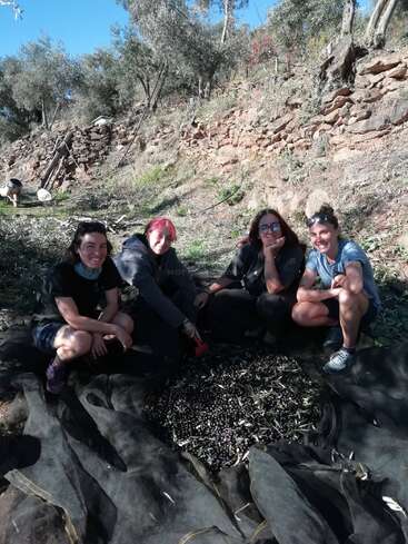 Quatre personnes sont assises par terre en plein air, souriantes, entourées d'olives récoltées sur un filet noir, avec une colline rocheuse et des oliviers derrière elles.
