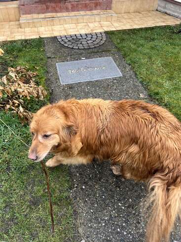 Un golden retriever está de pie en el camino de un jardín, cerca de un felpudo de "Bienvenida", con un palo largo en la boca, con aspecto tranquilo y ligeramente mojado.
