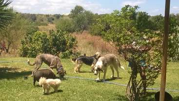 The image depicts a group of dogs in a yard, surrounded by trees and bushes, with a hose running through the grass.