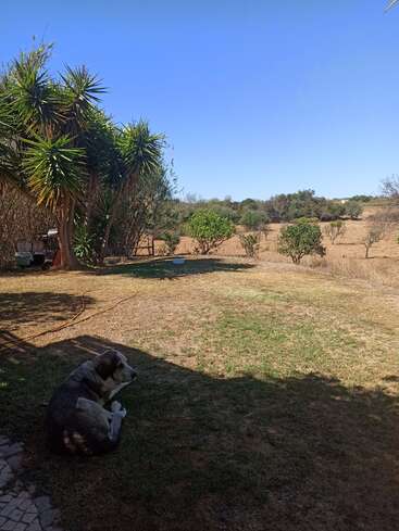 The image depicts a serene backyard scene with a dog sitting on the grass, surrounded by trees and bushes, set against a clear blue sky.