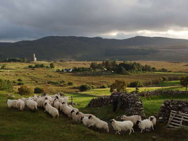 A man stands by a stone wall, surrounded by sheep, with rolling hills and a church steeple in the distance under a cloudy sky.