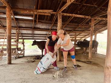 Deux femmes travaillent ensemble dans une grange, pelletant du foin ou du fumier dans un grand sac. Des vaches se tiennent à l'arrière-plan sous l'abri rustique en bois.
