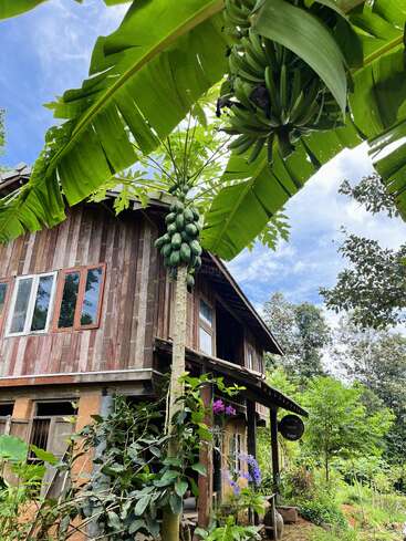 Une maison en bois se dresse au milieu d'une végétation luxuriante, des bananiers et des papayers s'élevant à proximité. Des fleurs violettes s'épanouissent en contrebas, tandis qu'un ciel d'un bleu éclatant s'étend au-dessus de la scène.