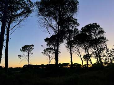 Tall, dark pine trees stand silhouetted against a fading sunset. The sky transitions from deep blue to pale yellow, creating a peaceful, tranquil forest scene.