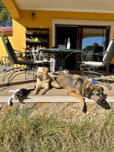 Three animals—a cat and two dogs—relax together on a sunny porch. Metal patio furniture and garden supplies sit behind them against a yellow house. Peaceful afternoon.