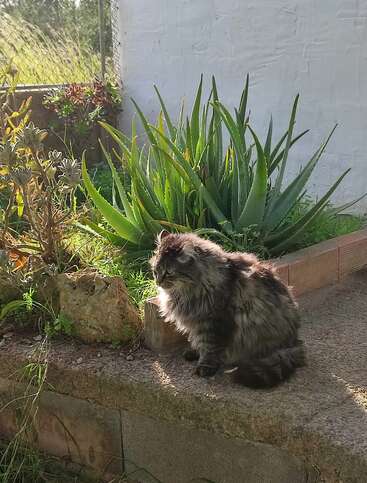 A fluffy grey cat sits on a garden ledge, bathed in sunlight. Behind it, aloe vera and succulents grow, with a white wall and fence nearby.