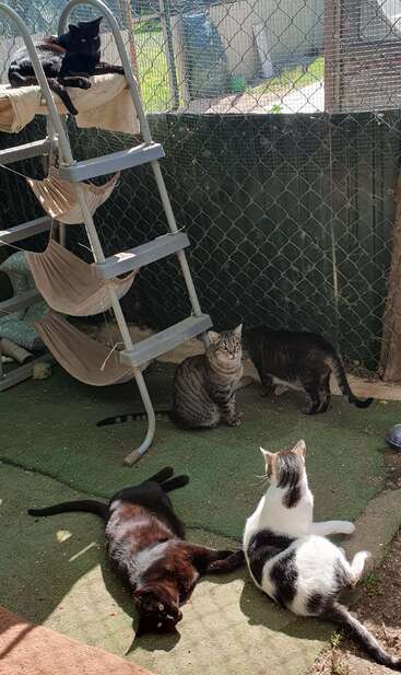 Five cats lounging in an outdoor enclosure, some lying on the ground, others using hammocks attached to a ladder under sunlight, safe within a wire fence.