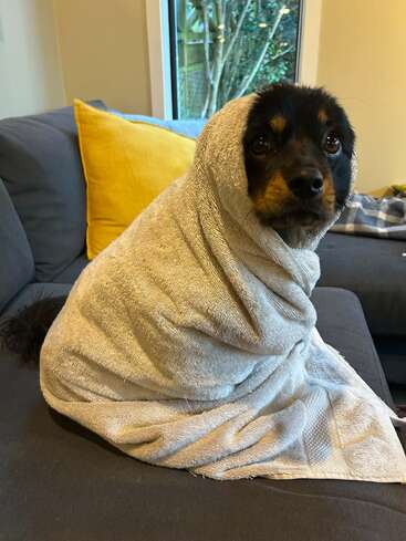 A small black and brown dog sits on a couch, wrapped snugly in a beige towel, looking up with big, expressive eyes. Cozy home setting.