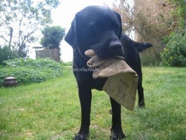 La imagen muestra a un Labrador Retriever negro de pie en un patio cubierto de hierba, con una bolsa de papel marrón en la boca. El perro está centrado en el encuadre.