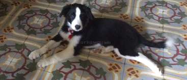 L'image représente un petit chien blanc à la longue queue et aux courtes pattes, debout sur un plancher en bois, avec un mur et une porte visibles à l'arrière-plan. Il s'agit probablement d'un chiot.