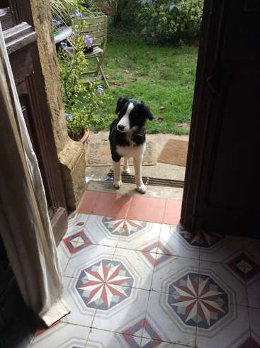L'image représente un chien noir et blanc debout sur un porche carrelé, avec un jardin visible à travers une porte ouverte. Le chien porte un collier.
