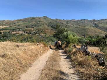 Um caminho de terra serpenteia pela grama seca e bordas rochosas, levando a colinas verdes. Dois cavalos se afastam sob o céu azul claro, cercados pela natureza.