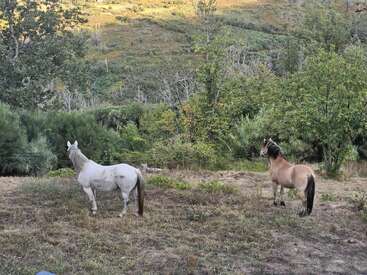 Dois cavalos, um branco e um castanho, estão em uma clareira gramada cercada por árvores verdes exuberantes e colinas sob a luz natural do sol em um ambiente tranquilo.