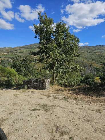 Uma paisagem brilhante e ensolarada apresenta uma grande árvore no centro, grades de metal empilhadas nas proximidades e colinas verdes ondulantes sob um céu azul com nuvens.