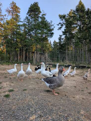 A group of geese and ducks stand on dry ground in a fenced area, surrounded by tall evergreen trees under a clear blue sky, peacefully gathering.