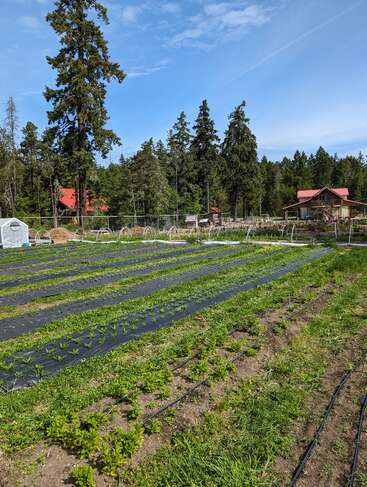 Lush vegetable rows grow in a sunlit garden surrounded by forest. A cozy farmhouse with a red roof stands nearby, under a bright blue sky.