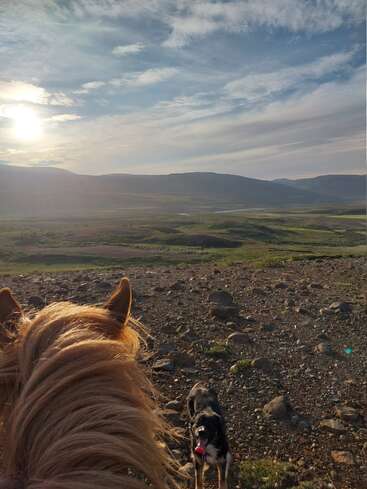 The image depicts a serene landscape with a horse\'s mane in the foreground, a dog standing nearby, and rolling hills under a cloudy sky, evoking a sense of tranquility.