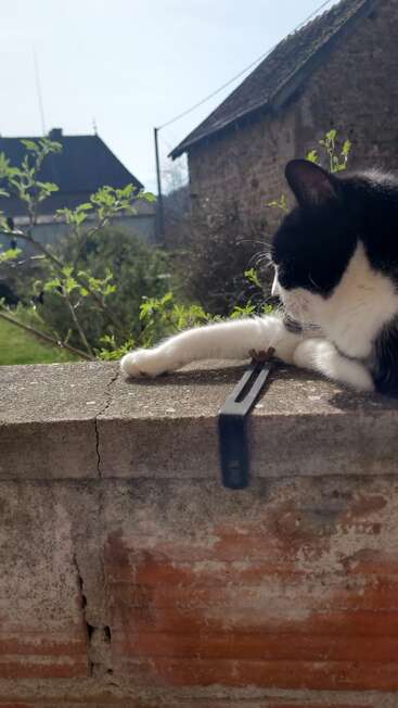 A black and white cat lies on a brick wall in the sunlight, gently resting its paw next to a metal bracket, with greenery and cottages behind.