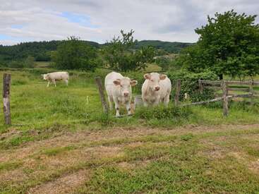 Das Bild zeigt drei weiße Kühe auf einer grasbewachsenen Wiese. Zwei Kühe stehen hinter einem Zaun und eine Kuh grast im Hintergrund.