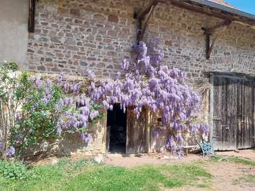 A rustic stone barn features old wooden doors, with vibrant purple wisteria cascading beautifully above and around the entrance. Sunlight highlights the lush, blooming flowers.