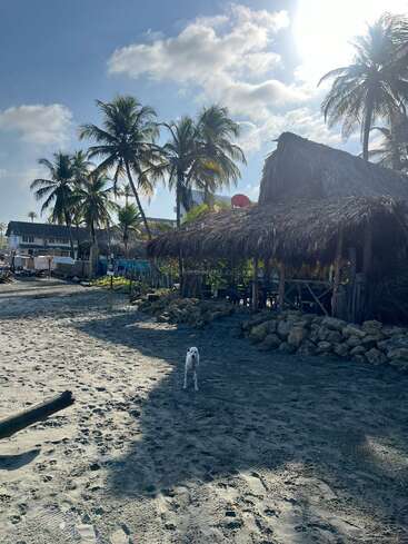 Un pequeño perro está de pie en una playa de arena, rodeado de palmeras y cabañas rústicas. El cielo es luminoso y soleado, con nubes dispersas.