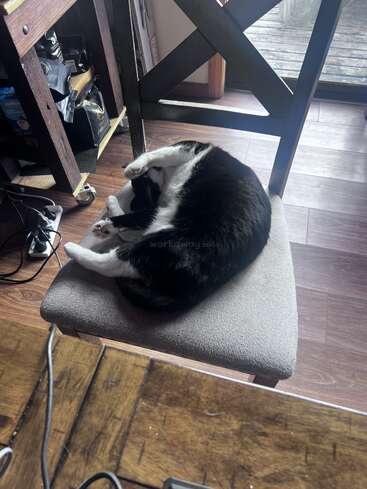 Um gato preto e branco está enrolado e dormindo em uma cadeira cinza almofadada. O cômodo tem piso de madeira, móveis e prateleiras com vários itens próximos.