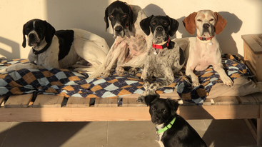 Cuatro perros grandes están descansando en una cama acogedora cubierta con una manta de colores, mientras que un perro negro más pequeño está sentado delante, todos disfrutando del sol.