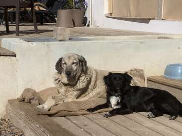 Dos perros descansan juntos sobre una manta al sol, tumbados en unos escalones de madera cerca de un porche. Uno es grande y de color marrón claro, el otro es pequeño y negro.