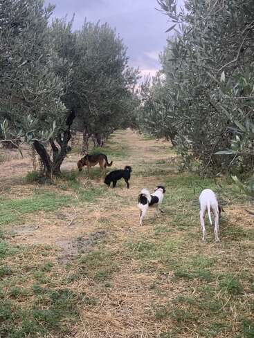 Cuatro perros exploran un tranquilo olivar en un día nublado. Los árboles se alinean a ambos lados de un camino cubierto de hierba, creando una escena tranquila y llena de naturaleza.