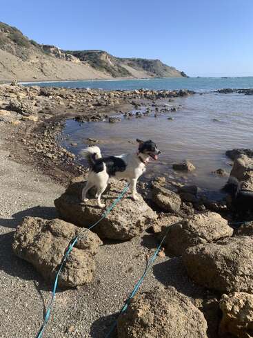 Un perro feliz, blanco y negro, está de pie en una costa rocosa junto al mar, con una correa atada, rodeado de rocas, cielo azul y acantilados pintorescos.