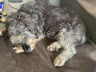 Un perro desaliñado y de pelo rizado duerme plácidamente sobre una manta marrón, rodeado de cojines de sofá y algunos pelos esparcidos. Parece cómodo y contento.
