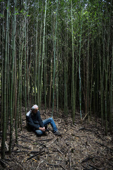 A man sits alone on the forest floor, surrounded by tall, dense bamboo stalks. The sunlight filters through the lush green canopy above.