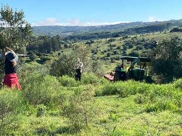 Three people are tending to trees in a green, hilly countryside. A tractor is parked nearby. The sky is clear, and the scene looks peaceful.