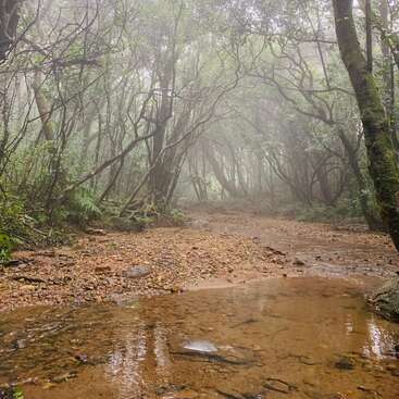 A imagem retrata uma cena de floresta serena com um caminho de terra, cercado por árvores e um riacho raso, envolto em névoa, evocando uma sensação de tranquilidade e beleza natural.