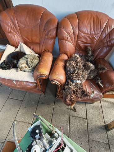 Two comfortable leather armchairs hold three resting pets: two curled-up cats on the left, and a relaxed dog sprawled upside down on the right chair. Cozy scene.