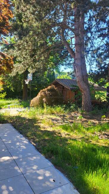 A sunlit backyard with tall pine trees, overgrown grass, a basketball hoop, a wooden shed, a pile of dirt, concrete path, and scattered shadows. Peaceful scene.