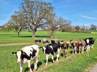 A group of cows and calves walk along a grassy path in a green pasture under a clear blue sky, with large trees and distant houses visible.