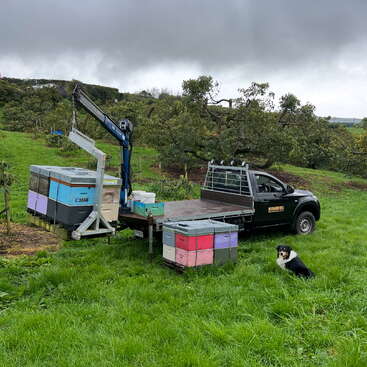 A black truck with a crane is parked on grass near beehives, surrounded by trees on a cloudy day. A dog sits beside the truck watching.