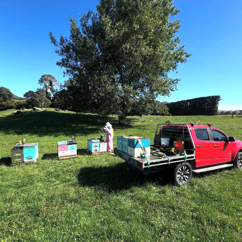 A bright sunny day on a green field, a person in a beekeeping suit tends to colorful beehives, next to a red pickup truck.
