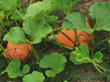 Las grandes calabazas naranjas crecen en el suelo entre hojas verdes y gruesas en un jardín o campo, rodeadas de tierra y hierba, lo que indica plantas sanas y prósperas.