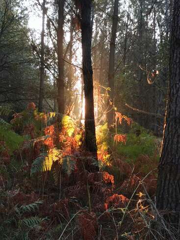 La luz dorada del sol se filtra a través de un denso bosque, iluminando los helechos verdes y marrones que hay debajo. Los altos árboles proyectan sombras, creando una atmósfera boscosa cálida, tranquila y encantadora.