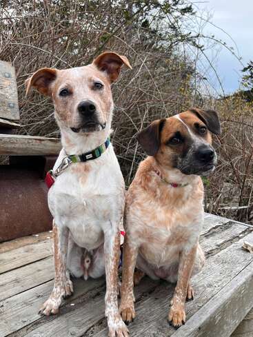 Zwei Hunde sitzen nebeneinander auf einer Holzbank im Freien, umgeben von trockenen Büschen. Beide haben ein gesprenkeltes Fell und einen aufmerksamen Blick, mit dem sie direkt nach vorne schauen.