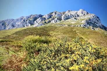 Un impresionante paisaje de montaña bajo un cielo azul despejado, con escarpados picos rocosos, frondosas laderas verdes y arbustos en primer plano salpicados de pequeñas flores amarillas.