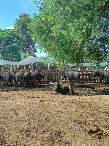 Vários búfalos estão reunidos em um cercado rústico de madeira sob a sombra de grandes árvores verdes. Um búfalo está deitado no chão, descansando tranquilamente.