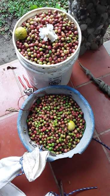 Das Bild zeigt zwei mit Kaffeekirschen gefüllte Eimer, die auf einem rot gefliesten Boden stehen, umgeben von verschiedenen Gegenständen, darunter eine weiße Blume und eine Zange.