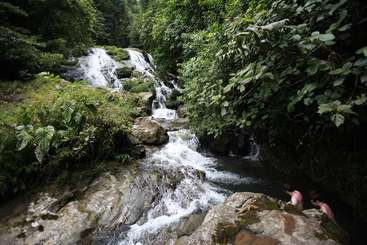 Das Bild zeigt eine ruhige, natürliche Umgebung mit einem kleinen Wasserfall und üppigem Grün, durch das ein Wasserlauf fließt, umgeben von Bäumen und Laub.