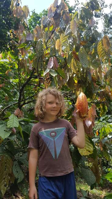 Das Bild zeigt einen kleinen Jungen, der vor einem Kakaobaum steht und eine große Kakaoschote in der linken Hand hält, vor einer ruhigen Naturkulisse.