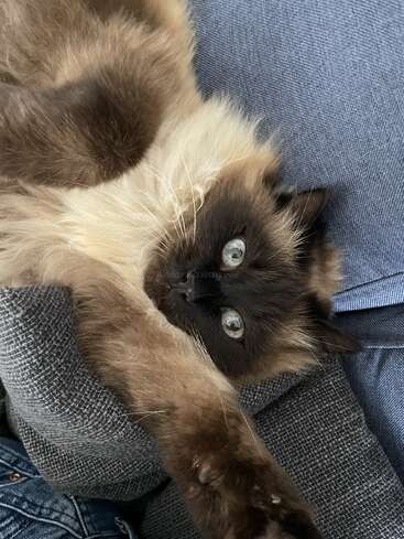 L'image représente un chat à poils longs, aux yeux bleus et à la fourrure brune, couché sur le dos sur une surface en tissu gris, probablement un canapé ou une chaise.