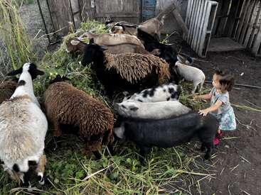 A young girl stands among a group of goats and sheep, feeding them hay in a rustic barn setting with wooden walls and a dirt floor.