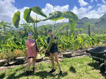 Two people stand in a lush field, holding large elephant ear plants, with a wheelbarrow nearby, set against a backdrop of rolling hills and a blue sky with white clouds.